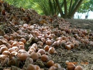 nocciola