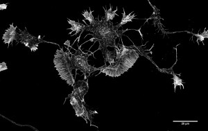 neurone-corteccia-topo
