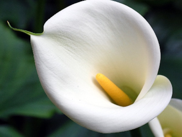 Memorie (arrabbiate) di una Vagina