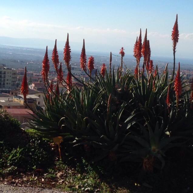 Agave in fiore