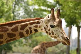 giraffe