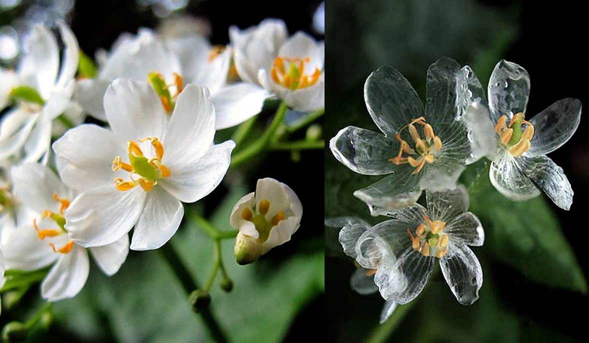 Diphylleia grayi. Lo spettacolare fiore dai petali di cristallo
