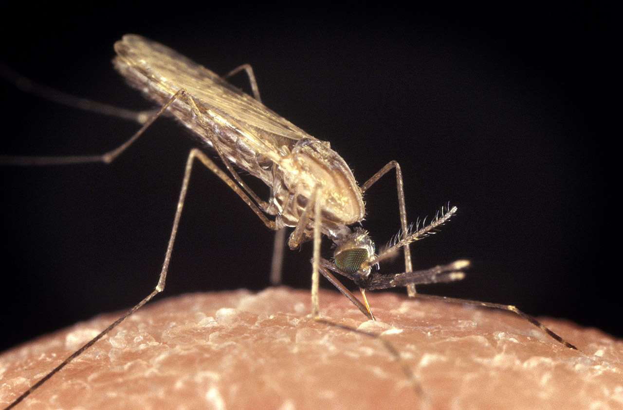 primo trattamento antimalarico per neonati combattere-la-malaria