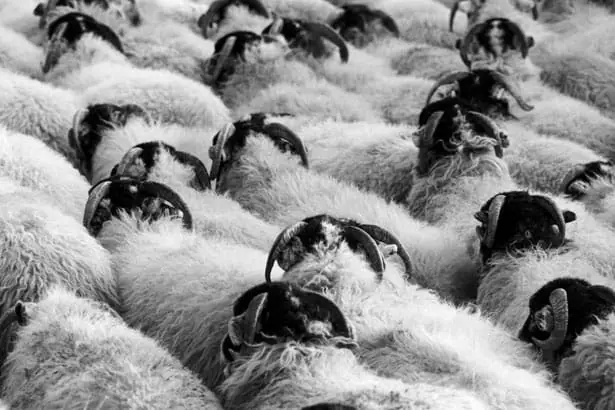 152 gab vag immunità di gregge