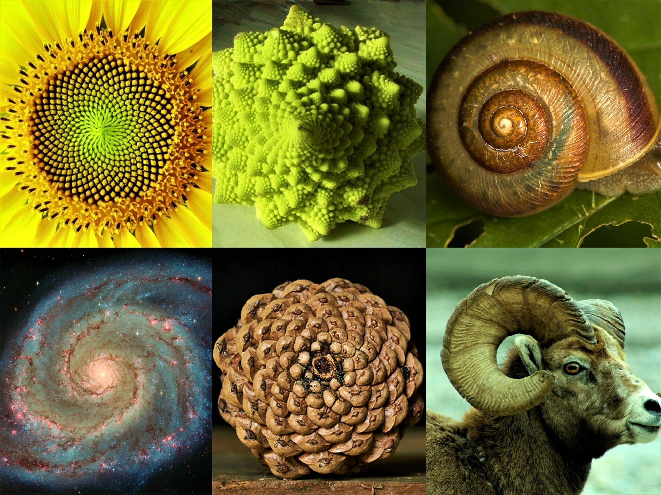 Dalla materia alla forma o dalla forma alla materia