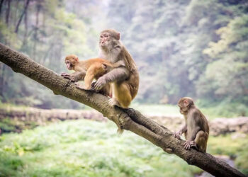 macachi di Gibilterra
