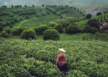 Tra Cina e Occidente, il ritorno alle campagne
