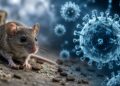 hantavirus virus raro