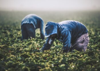 Neeraj e il lavoro invisibile nei campi